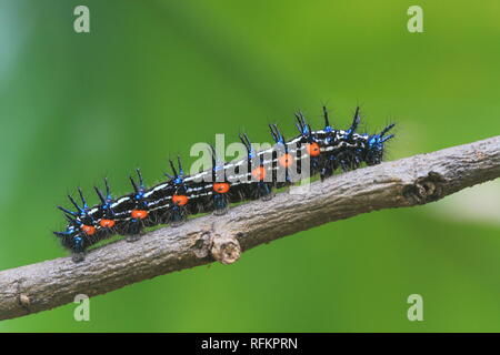 Caterpillar noir sur fond vert, la macro photographie Banque D'Images