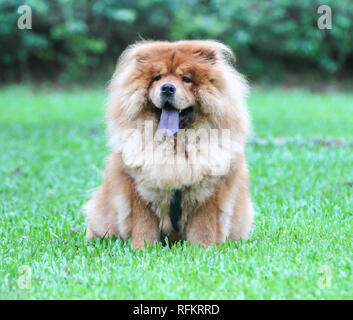 Chow Chow chien sur un champ vert Banque D'Images