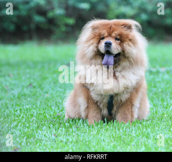 Chow Chow chien sur un champ vert Banque D'Images