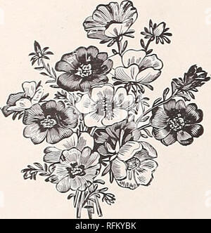 . Les sélections de choix en graines &AMP ; les plantes. Pépinière New York (État) ; les catalogues de graines de fleurs, graines de légumes Catalogues Catalogues Catalogues ; fruits ; plantes ornementales ; catalogues, matériel et fournitures de jardinage Catalogues. 46 SÉLECTIONS DE CHOIX DANS LES GRAINES. F. R. PIERSON CO., TARRYTOWN-ON-HUDSON, N. Y.. PORTTJLACA. Pour l'éclat, la délicatesse, la diversité et la beauté de la couleur, le pourpier surpasse toutes les autres out- portes. Il luxuriates en sol léger et ensoleillé, situations tapis rapidement le sol avec ses fleurs et feuillages. Pour les petits lits, délignures, rock ou travail, c'est incomparablement plus beaux Banque D'Images