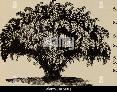 . Les arbres et les plantes, hardy plantes ornementales. Pépinière New York (État) ; les plantes ornementales, les Catalogues Catalogues ; d'arbres ornementaux ; Catalogues Catalogues Catalogues fleurs, fruits. CHARLES FREMD, seigle, N. Y. Gommages à feuilles caduques. RHUS cotinus. Fringe violet, ou Arbre de fumée. Ainsi appelé de son pourpre, filmy, sèche-comme des fleurs, qui le recouvrent abondamment en été. 10 à 12 pieds de haut, et de se propager. Voir sous Hardy plantes ornementales. R. glabra laciniata. Cut-leaved Sumach. Brillant, comme des feuilles de fougères, se tournant vers scarlet riche en automne. R. Osbeckii. Un curieux et belles espèces de la Chine. La plante pousse à une grande taille, Banque D'Images