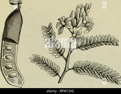 . Catalogue Annuel 1899 plantes indigènes et exotiques, d'arbres, d'arbustes. Pépinières (Horticulture) ; catalogues de Floride Floride pépinière ; Catalogues Catalogues de plantes tropicales, palmiers, arbres fruitiers ; Catalogues Catalogues plants ; agrumes ; Catalogues Catalogues de l'industrie des fruits ; plantes ornementales, catalogues. Fruits tropicaux PLANTES ET ARBRES. 9. Tamarin, psidium, suite. Apple Calcutta Goyave.*** Une variété de P. pomiferum, de nos l'introduction en provenance de l'Inde. Petits Fruits, jaune, dur et acide. La meilleure sorte pour faire de la gelée, et les ours en abondance, même en hiver. Un tri souhaitable, et doit être planté en grande partie. Banque D'Images