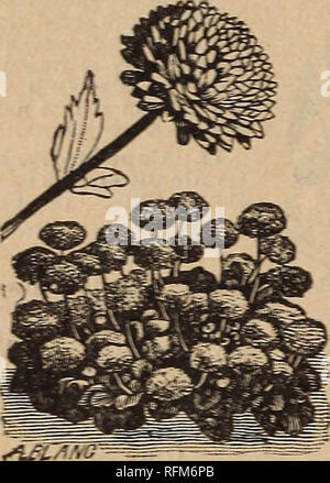 . Catalogue de semences. Omaha Nebraska de pépinière ; Catalogues Catalogues de graines de fleurs Graines de légumes, graines de graminées ; Catalogues Catalogues ; Matériel et fournitures de jardinage Catalogues. 18 LE NEBRASKA SEED CO.. L'Omaha. XEB.. Cosmos hybridus. 8L Un beau et gracieux annua] de croissance rapide, qui réalisent de grands arbustes, pleinement cinq pieds de haut qui sont une masse de feuillage élégant jusqu'à ce qu'ils fleurissent en août. Mixte fine 10c CoxcombâCelosia. 22. Les plantes annuelles d'origine tropicale. L'un des plus satisfaisants et voyante pour décoration de jardin. Mixte Fine 5c cyclamen. 23. Bien connue et universellement admiré ses racines tubéreuses planifier Banque D'Images