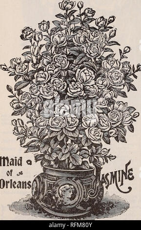 . La géo. H. Mellen Co. : 1899. Les catalogues de l'Ohio de pépinière ; bulbes (plantes) ; Catalogues Catalogues de graines de fleurs ; plantes ornementales ; catalogues, catalogues de fruits. Madame Bruant. iiiiiiiiiiiiniiiiiiiiiiiiiiiiiiiiiiiiiiiiiiiiiiiiiiiiiiiiiiiiiiiiiiiiiiiii JASniNES.. L 'Jasmine est un favori des émissions ou de plante partout au nord, tandis que dans le sud il est parfaitement rustique. Il est l'idole des poètes, et l'une des plus belles fleurs. Parmi les espèces sont également souhaitables sujets pour la décoration de la serre et les porte hors frontière, combin- ment dans tous les cas la liberté et l'élégance avec th Banque D'Images