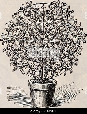 . 29e catalogue annuel. Des Moines Iowa de pépinière de plantes ornementales, des catalogues ; catalogues ; graines de fleurs ; Catalogues Catalogues ; Matériel et fournitures de jardinage Catalogues. Pétunia DOUBLE. Coléus -Meilleure orna- feuilles mentale usine nous avons pour bel- ding. Quelques plantes gagner faire un beau- tiful lit. 20 variétés. Douzaine de 50c. L'hydrangea hortensis.-.-fleurs rose vif. Thomas,Hogg.- Beauti- ful blanc pur. Eiich 15c. Héliotrope. - Couronne de neige. - Alors que presque pur. Beauté de Jersey - bleu clair, Président Garfleld.- Deep Purple. Ltic se penche sur chaque. Californie - VIOLET Un producteur solide dense avec Banque D'Images