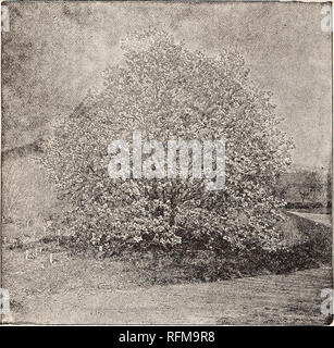 . Catalogue descriptif des arbres d'ornement, arbustes, plantes grimpantes, conifères, les plantes vivaces et les fruits. Pépinières (Horticulture), Pennsylvanie, catalogues ; arbres, Plants, arbustes ornementaux ; catalogues, catalogues, des fleurs, des catalogues ; Plantes, plantes ornementales, des catalogues, des fruits, des catalogues. MAGNOLIA SOULANGEANA. Probablement pas d'arbre en fleurs attire autant l'attention que celui-ci lorsqu'il est couvert, au printemps, avec-son abund de grandes fleurs. Ils ap- poire en quantités telles que des vêtements complètement l'arbre, et les fleurs sont tout aussi abondants chaque saison. Il peut être planté comme un spécimen unique Banque D'Images