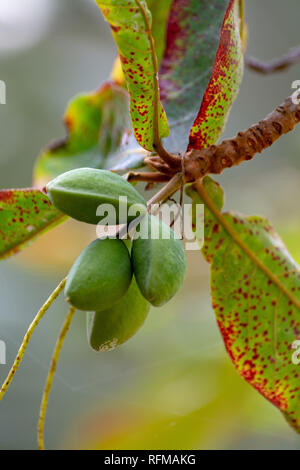 Succursale de Terminalia catappa ou amandier indien, également connu sous le nom d'amandes tropicales gratuitement avec les écrous close up Banque D'Images