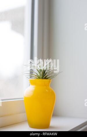 Un tillandsia tectorum la plante dans un vase jaune sur un rebord de fenêtre. Banque D'Images