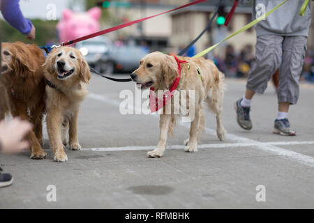 Stoughton, Wisconsin, États-Unis - 20 mai 2018 : rapport annuel, Parade norvégien chiens a marché au cours de la parade, l'interaction avec les spectateurs Banque D'Images