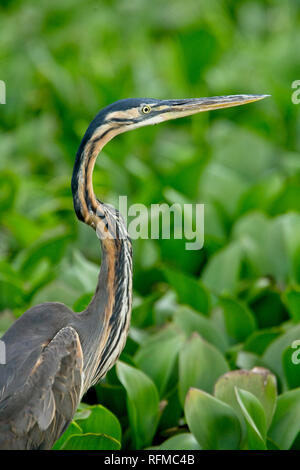 Héron pourpré (Ardea purpurea),, adulte, Ampijoroa, Madagascar. Banque D'Images