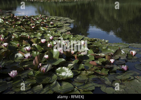 L'eau blanche à fleurs rose dans Alte Post Park qui est une grande partie de l'Univers Jardin Dessau-Wörlitz en Allemagne. Banque D'Images