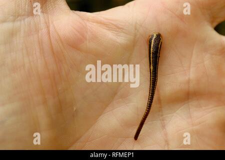 TIGER LEECH RICHARDSONIANUS AUSTRALIS sur une main d'homme, Granit bend voie de broken river, Eungella National Park, Queensland, Australie Banque D'Images