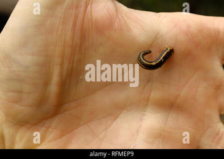 TIGER LEECH RICHARDSONIANUS AUSTRALIS sur une main d'homme, Granit bend voie de broken river, Eungella National Park, Queensland, Australie Banque D'Images