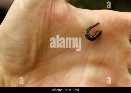 TIGER LEECH RICHARDSONIANUS AUSTRALIS sur une main d'homme, Granit bend voie de broken river, Eungella National Park, Queensland, Australie Banque D'Images