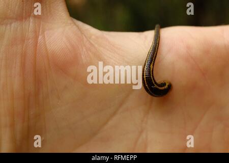 TIGER LEECH RICHARDSONIANUS AUSTRALIS sur une main d'homme, Granit bend voie de broken river, Eungella National Park, Queensland, Australie Banque D'Images