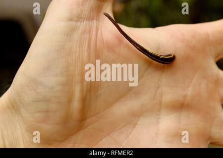 TIGER LEECH RICHARDSONIANUS AUSTRALIS sur une main d'homme, Granit bend voie de broken river, Eungella National Park, Queensland, Australie Banque D'Images