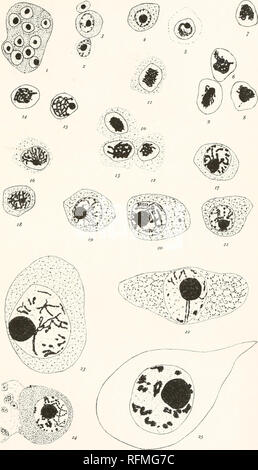 . Carnegie Institution of Washington publication. H. E. JORDAN-ASTERIAS FORBESII PLAQUE 1. Veuillez noter que ces images sont extraites de la page numérisée des images qui peuvent avoir été retouchées numériquement pour plus de lisibilité - coloration et l'aspect de ces illustrations ne peut pas parfaitement ressembler à l'œuvre originale.. Carnegie Institution de Washington. Washington, Carnegie Institution of Washington Banque D'Images