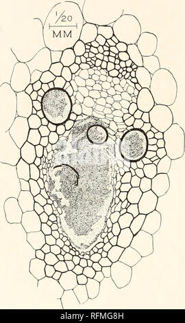 . Carnegie Institution of Washington publication. 130 EN CE QUI CONCERNE LES BACTÉRIES PEANT MALADIES. Anatomie morbide. Les lésions de cette maladie est frappante, comme ceux induits par d'autres organismes de ce groupe, e. g., bactérie hyacinthi et mauvais. vascularum. Le système vasculaire est obstruée par les bactéries à un degré étonnant. Pour autant que je sache, rien de comparable à peine dans l'ampleur et la gravité se produit dans le corps animal, l'approche la plus proche, peut-être, être certain septicemias (figs. 54, 55,56). Il y a cette différence étonnante, toutefois, en raison de la nature très différente de l'EC Banque D'Images