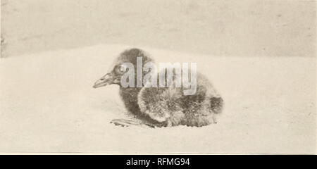 . Carnegie Institution of Washington publication. . Fig. 13.. Veuillez noter que ces images sont extraites de la page numérisée des images qui peuvent avoir été retouchées numériquement pour plus de lisibilité - coloration et l'aspect de ces illustrations ne peut pas parfaitement ressembler à l'œuvre originale.. Carnegie Institution de Washington. Washington, Carnegie Institution of Washington Banque D'Images