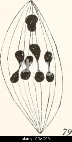 . Carnegie Institution of Washington publication. 69 &AMP ; V "* '"i* &gt ; 74. 70. Veuillez noter que ces images sont extraites de la page numérisée des images qui peuvent avoir été retouchées numériquement pour plus de lisibilité - coloration et l'aspect de ces illustrations ne peut pas parfaitement ressembler à l'œuvre originale.. Carnegie Institution de Washington. Washington, Carnegie Institution of Washington Banque D'Images