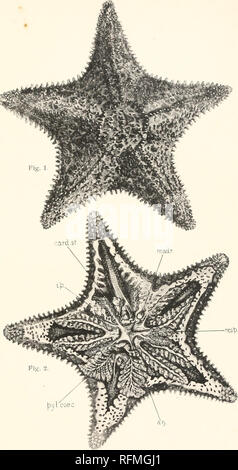 . Carnegie Institution of Washington publication. TENNENTAND KEILLER PLAQUE 1. bv/lcoec. C. H. KEILLER DEL. Pentaceros reticulatus. 1. Surface aborale. 2. Pour montrer la dissection système digestif.. Veuillez noter que ces images sont extraites de la page numérisée des images qui peuvent avoir été retouchées numériquement pour plus de lisibilité - coloration et l'aspect de ces illustrations ne peut pas parfaitement ressembler à l'œuvre originale.. Carnegie Institution de Washington. Washington, Carnegie Institution of Washington Banque D'Images