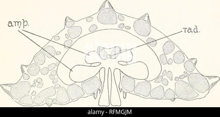 . Carnegie Institution of Washington publication. L'anatomie de Pentaceros reticulatus. (115 pol. ves.) est présent dans chaque interradius sauf la madreporic. Deux organes Tiedemann sont présents dans chaque interradius, y compris celui dans lequel le canal en pierre est situé. L'ampoule ? (A.) de la première pieds tube découlent directement de l'anneau du canal. Le canal radial (rad.) s'exécute directement Tad.. FIG. 7. Schéma de la section transversale du bras par ampoules et tubes ambulacraires. Sai.. Veuillez noter que ces images sont extraites de la page numérisée des images qui peuvent avoir été retouchées numériquement pour plus de lisibilité - colora Banque D'Images