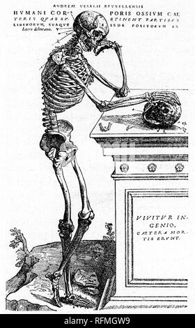 'Le squelette envisage la mortalité', 1543. Par Andreas Vesalius (1514-64). Andreas Vesalius (1514-64) était un anatomiste flamand de 16th ans, médecin et auteur de de de Humani Corporis Fabrica (sur le tissu du corps humain). Banque D'Images