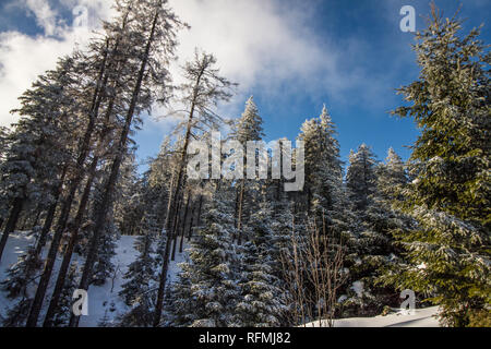 Belle neige blanc hiver paysage à la Forêt Noire en Allemagne du Sud Banque D'Images