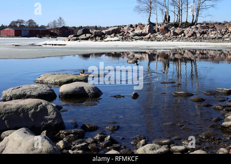 Belle journée ensoleillée en Finlande. Deux canards colverts nagent dans la mer Baltique c'est encore à moitié gelé. C'est très typique voir en Finlande. Banque D'Images