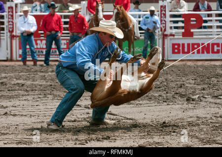 Et Cowboy Calf roping retenue dans la race au Stampede de Calgary, Calgary, Alberta, Canada Banque D'Images