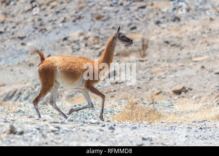 La faune typique de l'Andes chiliennes : la vigogne (Vigogne) un étonnant mammifère qui vit au désert d'Atacama en haute altitude à l'altiplano Banque D'Images