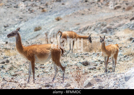 La faune typique de l'Andes chiliennes : la vigogne (Vigogne) un étonnant mammifère qui vit au désert d'Atacama en haute altitude à l'altiplano Banque D'Images