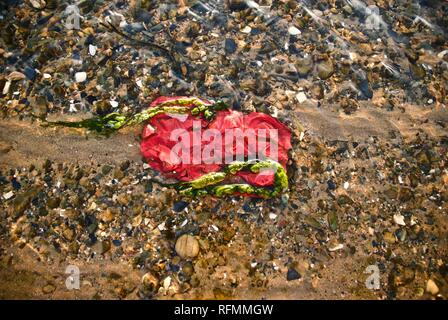 Les déchets plastiques et la pollution est échoué sur une plage en conseil informatique, Anglesey, au nord du Pays de Galles, Royaume-Uni Banque D'Images