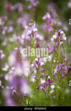 Jolies fleurs violet et blanc Banque D'Images