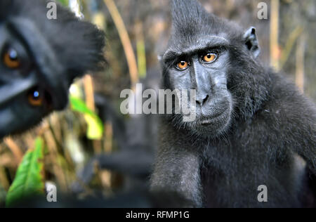 Le macaque à crête de Célèbes , également connu sous le nom de noir à crête à crête macaque, Sulawesi, le macaque ou singe noir. Nom scientifique : Macaca nigra. Natu Banque D'Images
