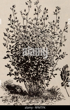 . Catalogue descriptif et illustré : graines. Pépinière Kansas catalogues ; Graines de legumes catalogues ; Matériel et fournitures de jardinage graines de fleurs ; catalogues ; Catalogues Catalogues de fruits. Pâturin. Liste GÉNÉRALE DE TRÈFLES ET DE GRAMINÉES. Les prix peuvent s'engager. Le TRÈFLE Trèfle rouge moyen- Le trèfle commun dans la culture générale ; croît deux à trois pieds de haut, et est le meilleur pour le foin. Lorsqu'il est utilisé seul, semer environ dix livres de graines par acre. Par lb. lot, bu. 84.60. Trèfle rouge mammouth -croît quatre à six pieds de hauteur. La variété la mieux adaptée à labourer sous comme engrais vert, en raison de la Banque D'Images