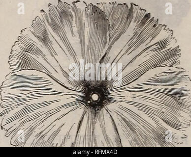 . L'Illustre et catalogue descriptif de jardin, terrain et des graines de fleurs : outils agricoles et horticoles, des engrais, etc.. Portland Maine pépinière catalogues ; graines de fleurs ornementales, Plantes catalogues ; catalogues ; Graines de legumes catalogues ; Matériel et fournitures de jardinage Catalogues. Pourpier DOUBLE. Pourpier. Très populaire, de plus en plus faible, les annuelles rustiques, faire un affichage plus brillante dans le jardin, et très adapté aux frontières ou délignures. Sow- au début de l'accueil chaleureux, de la lumière, un sol riche et plantes minces à quatre pouces. Pourpier-suite. Par Pkt. 5 Jaune 5 Blanc 5 rouge écarlate 5 Tous Banque D'Images