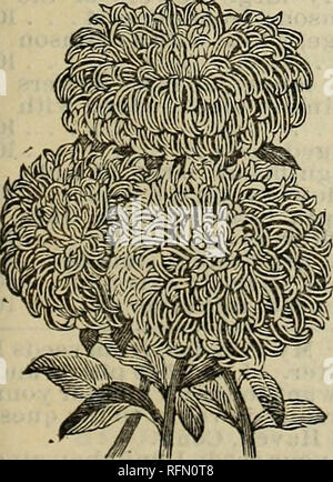 . Goodell's de graines, de bulbes, de roses, de rares nénuphars, chrysanthèmes et d'autres plantes. Pépinières Massachusetts Amherst ; Catalogues Catalogues fleurs ; graines de plantes ornementales ; catalogues, catalogues. ASTERS. Rien ne pourra faire cette superbe exposition lors de la dernière partie de l'été et d'automne, Aster astheCtiina et chaque jardin devrait avoir un bon assortiment de différentes classes qui varient trop dans l'habitude des plantes ainsi que dans les fleurs. L'Aster a été l'une de mes spécialités leader depuis de nombreuses années et je les faire pousser par l'acre. Ils sont de qualité inégalée par tout dans le monde Banque D'Images