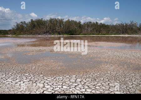 Eco étang dans le parc national des Everglades, en Floride, dans les conditions de sécheresse extrême. Banque D'Images