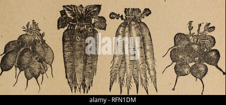 . Liste de prix et catalogue descriptif. Pépinière Kansas Lawrence catalogues ; catalogues ; Graines de légumes graines de fleurs Graines d'herbes ; Catalogues Catalogues ; catalogues ; les semis de fruits Graines d'arbres ; Catalogues Catalogues commerciaux Kansas Lawrence. F. Barteldes &AMP ; Co., Lawrence, Kansas. 43. Rose d'olive. Chartler ?s "White Vienne. Au début de l'OER, navet écarlate. Radies. Le radis. Il. Rarteldes Radir. Verre-voir des nouveautés. Xonplus. Ultra-de loin la plus petite surmontée et premiers radis en forçant l'innovation culti. Racines petites, rondes, des les tons de rouge, très croquant, tendre, chair blanche. C'est la meilleure variété f Banque D'Images