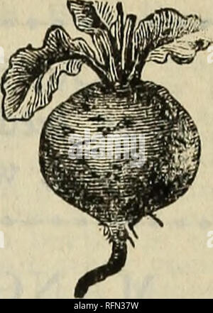 . Ford Seed Co. de pépinière en Ohio Ravenne ; Catalogues Catalogues ; Graines de légumes graines de fleurs ; Catalogues Catalogues de fruits. Nous donnons aux paquets supplémentaires avec des commandes nous a envoyé 5 Premiers Seibert Lima. "La première des grandes Limas. Les haricots sont grandes. Les vignes résistantes et productives. Beaucoup de jardiniers ont été dissuadées de pôle de plantation de haricots de Lima en raison de la maturation si tard que le gel serait les attraper tout comme ils étaient. Ce sera évité par la plantation de l'Seibert Lima. Les gousses sont particulièrement minces et flexibles, et sont plus facilement que tout autre coquille Lima bean. Il cann Banque D'Images