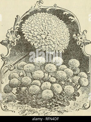 . California House 1899 : catalogue de semences. Pépinière en Californie à San Diego ; catalogues de graines de graminées ; Catalogues Catalogues de graines de fleurs graines ; catalogues ; Matériel et fournitures de jardinage Catalogues. Cobcea. [6 août 1942] Roses. Pour de belles et durables les fleurs coupées, la facilité de la culture et de la liberté de bloom, ces roses jardin hardy n'ont pas de supérieurs chez les plantes annuelles. Chinensis [la Chine ou l'Inde] Rose. Chambre double supplémentaire, toutes les couleurs mélangées. Pkt.. 5c. Heddewigi [japonais] Double Rose. Très grandes fleurs doubles, et près de trois pouces de diamètre, de diverses nuances et couleurs. Pkt., 5ch. Snowflake. Neige Pure w Banque D'Images