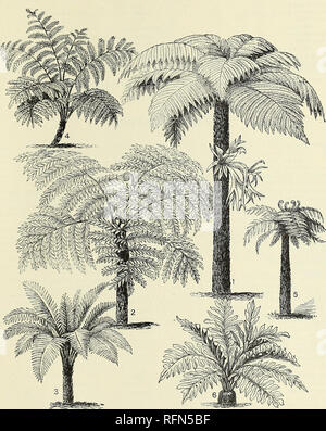 . L'illustre général et catalogue descriptif de nouveau, les plantes rares et précieux. Pépinières (Horticulture) New York (État) New Rochelle catalogues ; pépinières (Horticulture) Catalogues du Wisconsin ; Plantes, bulbes ornementaux ; Catalogues Catalogues (plantes) ; les fleurs ; les Catalogues Catalogues des Plants des Arbres arbustes ; fruits ; Catalogues Catalogues. Nouvelles, rares et belles plantes.. Choix des fougères arborescentes. Dicksonia antarctica (i), modèle 12 m de hauteur. (2) Alsophila. Rebeccae (3) Lomaria intermedia. (4) Alsophila ferox. (5) Dicksonia squarrosa. (6) Asplenium arboreum jaune. /ISS' pour les prix et les descriptions, voir page 82.. Ple Banque D'Images