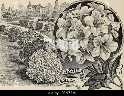 . Catalogue descriptif des arbres d'ornement, arbustes, plantes grimpantes, conifères, les plantes vivaces et les fruits. Pépinières (Horticulture), Pennsylvanie, catalogues ; arbres, Plants, arbustes ornementaux ; catalogues, catalogues, des fleurs, des catalogues, des fruits, des catalogues. AZALEA MOLLIS, rouge et jaune. C'est une espèce de la Chine, et est, peut-être, l'un des plus attrac- tive arbustes à fleurs introduit à partir de ce pays. C'est de com- nain comparative, bush-comme l'habitude, avec des feuilles vert clair, qui sont un peu plus grandes que celles d'autres azalées. Les fleurs sont aussi grands que les azalées, Indien voit habituellement dans les serres, être Banque D'Images