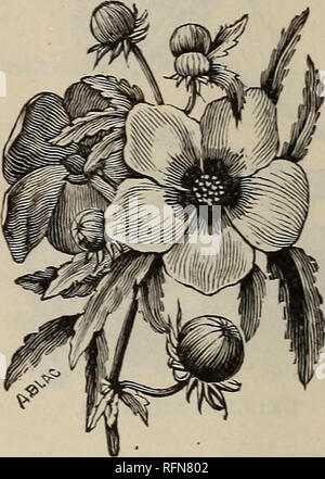 . Catalogue des émissions et la literie plantes : fleurs et légumes graines. Pépinière Vermont Catalogues de Woodstock ; Graines de legumes ; Catalogues Catalogues fleurs ; plantes ornementales, catalogues. GODETIA. Le datura, H H A 3 pieds. Or Double, très odorante " 5c FastuosaFl. PL, mixte, double fine varie- tés " 5c (Delphinium Delphinium Hardy ; : formosum, bleu, blanc centre : 3 pieds " 5c Grandiflorum Fl. PI. H P double très grande, fleurs bleu clair " 15c plus belles variétés mixtes, seul " 5c Dianthus chinensis Fl. PI. (Double Chine ou indien, Rose) 1 pied. Couleurs mixtes.. Pkt. 5c Il Banque D'Images