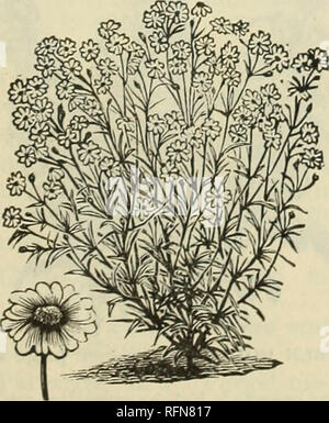 . Catalogue des émissions et la literie plantes : fleurs et légumes graines. Pépinière Vermont Catalogues de Woodstock ; Graines de legumes ; Catalogues Catalogues fleurs ; plantes ornementales, catalogues. BELLIS PERENNIS. Comète, hauteur, 1 pied. Couleurs mixtes 11 10c dans une couleur : carmin, bleu clair, rose, blanc chaque " 10c- La fin de la floraison, la ramification ; technique mixte " 10c dans différentes couleurs : blanc, rose et violet chaque " 10c Betteridge, piquants de 2 pieds. Couleurs mixtes " 5c, Boule, hauteur 4 pieds 1}» 10c Bouquet pyramidal Nain, hauteur, 1 pied. Couleurs mixtes " 10c Chrysanthème Nain Banque D'Images