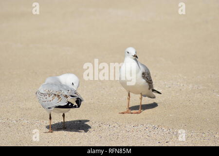 Paire de mouettes sur la plage. Banque D'Images