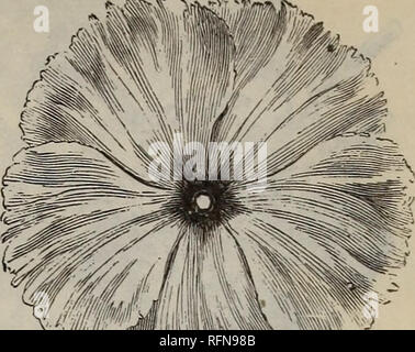 . L'Illustre et catalogue descriptif de jardin, terrain et des graines de fleurs : outils agricoles et horticoles, des engrais, etc.. Graines de fleurs Plantes ornementales ; catalogues, catalogues de semences de légumes ; catalogues ; Matériel et fournitures de jardinage ; Catalogues Catalogues commerciaux Maine Portland. Pourpier DOUBLE. Pourpier. Très populaire, de plus en plus faible, les annuelles rustiques, faire un affichage plus brillante dans le jardin, et très adapté aux frontières ou délignures. Au début de l'énoncé des travaux, la lumière chaude, un sol riche et fine à quatre plantes" pouces.. Primevère. Pourpier Contin- ued. Par Pkt. 5 Jaune 5 Rouge Crimson Banque D'Images