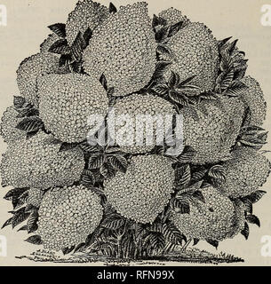 . Catalogue descriptif annuel : les graines. Les graines de légumes, graines de fleurs Catalogues Catalogues ; plantes ornementales ; catalogues, matériel et fournitures de jardinage ; Catalogues Catalogues commerciaux Connecticut New Haven. 92 FRANK S. PLATT'S FARM, JARDIN ET DE SEMENCES, MANUEL. Les arbustes et arbres ornementaux NAIN-suite. Calycanthus. (Fraise-parfumée.) Bois d'arbustes et de fleurs odorantes. Fleurs en juin. Prix, 25c. 50c. pour chacun. Deutzia Gracillis. L'un des plus beaux arbustes en fleurs en culture ; entièrement hardy ; fleurs blanches. Prix, 25c et 50c., 1,00 $. Deutzia crenata. Double blanc teinté de rose ;. Prix, 25C, Banque D'Images