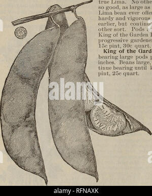 . Catalogue annuel : les meilleures semences dans le monde. Les graines de légumes, graines de fleurs Catalogues Catalogues Catalogues commerciaux ; Ohio Zanesville. 10 CATALOGUE DE SEMENCES ET DE PLANTES. Haricots verts-Pole ou la course-poursuite. Début de l'affaire néerlandaise couteau. L'un des premiers de la pôle, les variétés à graines blanches et utilisé pour pressions ; est bon vert ou sec, un bon hiver trier, très productifs et d'amende pour la plantation entre le maïs. 5c  % pinte pinte, 10C, 20c pinte. Horticoles ou omble de Cranberry. Un vieux favori, aussi bien comme un composant logiciel enfichable trier ou écalées, en vert ou en état sec. 8c  % pint, 15C, 25c pinte pinte. Coupé Court, Rouge mouchetée ou Banque D'Images